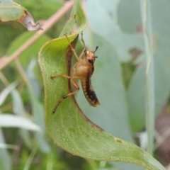 Pseudoperga lewisii (A Sawfly) at Stromlo, ACT - 15 Jan 2022 by HelenCross