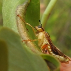 Pseudoperga lewisii at Stromlo, ACT - 16 Jan 2022