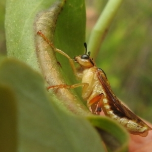 Pseudoperga lewisii at Stromlo, ACT - 16 Jan 2022