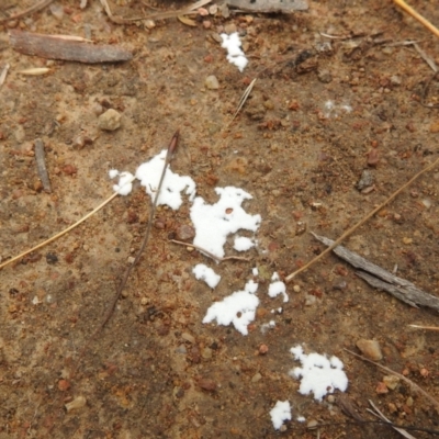 Unverified Fungus at Stromlo, ACT - 16 Jan 2022 by HelenCross