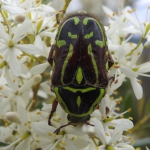 Eupoecila australasiae at Stromlo, ACT - 16 Jan 2022