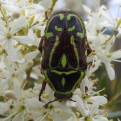 Eupoecila australasiae (Fiddler Beetle) at Bullen Range - 15 Jan 2022 by HelenCross