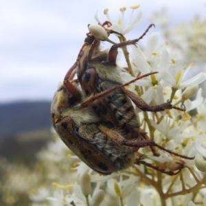 Neorrhina punctata at Stromlo, ACT - 16 Jan 2022