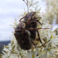 Neorrhina punctata at Stromlo, ACT - 16 Jan 2022