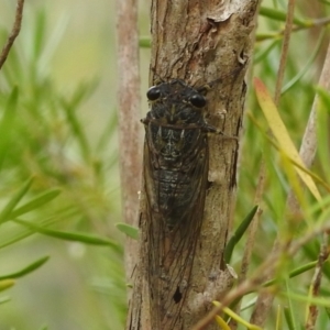 Galanga labeculata at Stromlo, ACT - 16 Jan 2022