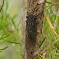 Galanga labeculata (Double-spotted cicada) at Bullen Range - 16 Jan 2022 by HelenCross