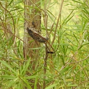 Galanga labeculata at Stromlo, ACT - 16 Jan 2022