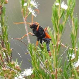 Cryptocheilus bicolor at Stromlo, ACT - 16 Jan 2022