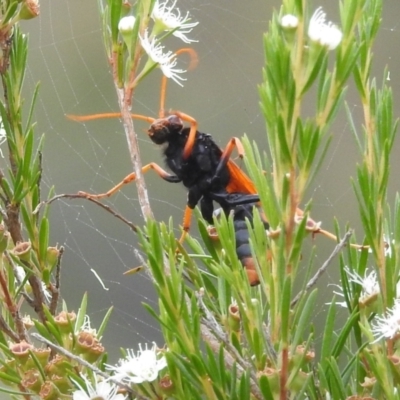 Cryptocheilus bicolor (Orange Spider Wasp) at Stromlo, ACT - 16 Jan 2022 by HelenCross