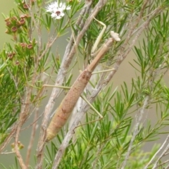 Unidentified Praying mantis (Mantodea) at Stromlo, ACT - 16 Jan 2022 by HelenCross