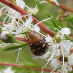 Paropsis pictipennis (Tea-tree button beetle) at Stromlo, ACT - 16 Jan 2022 by HelenCross