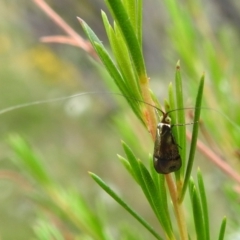 Nemophora (genus) (A Fairy Moth) at Stromlo, ACT - 16 Jan 2022 by HelenCross