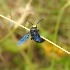 Scolia (Discolia) verticalis at Stromlo, ACT - 16 Jan 2022