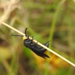 Scolia (Discolia) verticalis at Stromlo, ACT - 16 Jan 2022