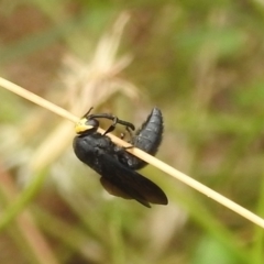 Scolia (Discolia) verticalis at Stromlo, ACT - 16 Jan 2022