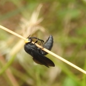 Scolia (Discolia) verticalis at Stromlo, ACT - 16 Jan 2022