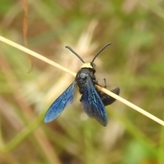 Scolia (Discolia) verticalis at Stromlo, ACT - 16 Jan 2022