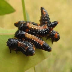 Paropsis variolosa (Variolosa leaf beetle) at Stromlo, ACT - 16 Jan 2022 by HelenCross