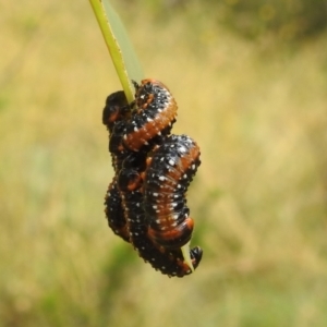 Paropsis variolosa at Bullen Range - 16 Jan 2022