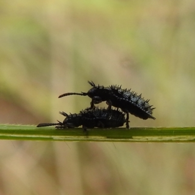 Hispellinus multispinosus (Spiny leaf beetle) at Bullen Range - 16 Jan 2022 by HelenCross