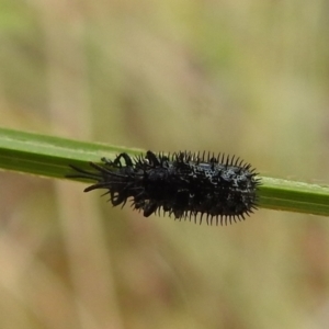 Hispellinus multispinosus at Stromlo, ACT - 16 Jan 2022