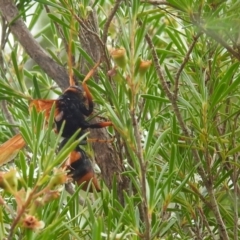 Cryptocheilus bicolor (Orange Spider Wasp) at Stromlo, ACT - 16 Jan 2022 by HelenCross