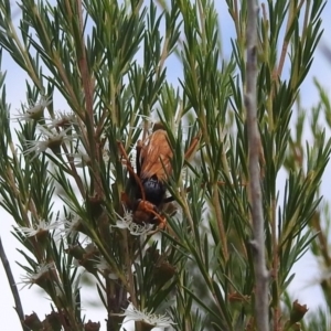 Cryptocheilus sp. (genus) at Stromlo, ACT - 16 Jan 2022