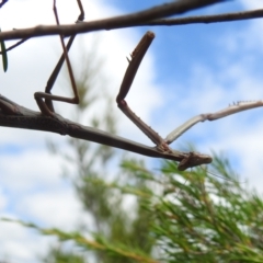 Archimantis sp. (genus) at Bullen Range - 16 Jan 2022 by HelenCross