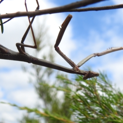 Unidentified Praying mantis (Mantodea) at Stromlo, ACT - 16 Jan 2022 by HelenCross