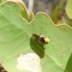 Brunotartessus fulvus (Yellow-headed Leafhopper) at Bullen Range - 16 Jan 2022 by HelenCross