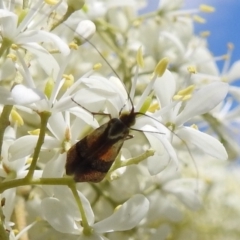 Nemophora (genus) (A Fairy Moth) at Stromlo, ACT - 16 Jan 2022 by HelenCross