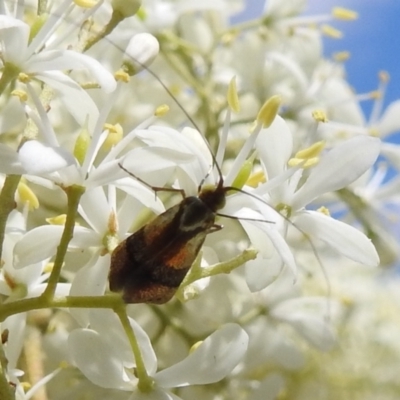 Nemophora (genus) (A Fairy Moth) at Bullen Range - 16 Jan 2022 by HelenCross