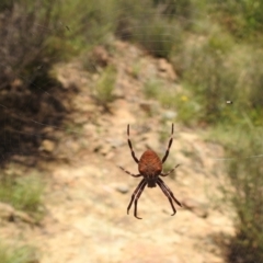 Araneinae (subfamily) (Orb weaver) at Bullen Range - 16 Jan 2022 by HelenCross