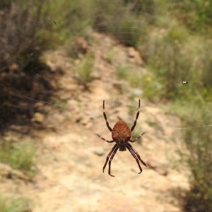 Araneinae (subfamily) at Stromlo, ACT - 16 Jan 2022 11:57 AM