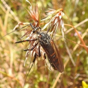 Chrysopogon muelleri at Stromlo, ACT - 16 Jan 2022