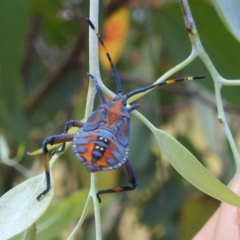 Amorbus sp. (genus) (Eucalyptus Tip bug) at Stromlo, ACT - 16 Jan 2022 by HelenCross