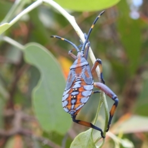 Amorbus sp. (genus) at Stromlo, ACT - 16 Jan 2022