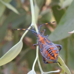 Amorbus sp. (genus) at Stromlo, ACT - 16 Jan 2022 12:15 PM