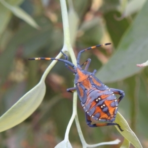 Amorbus sp. (genus) at Stromlo, ACT - 16 Jan 2022