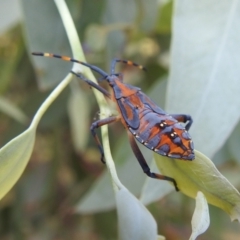 Amorbus sp. (genus) at Stromlo, ACT - 16 Jan 2022