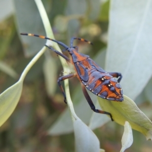 Amorbus sp. (genus) at Stromlo, ACT - 16 Jan 2022