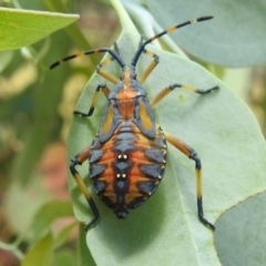 Amorbus sp. (genus) at Stromlo, ACT - 16 Jan 2022