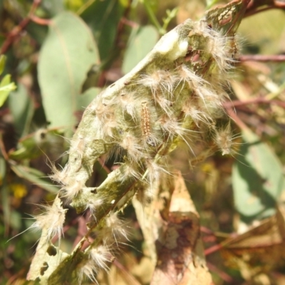 Uraba lugens (Gumleaf Skeletonizer) at Stromlo, ACT - 16 Jan 2022 by HelenCross