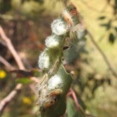 Uraba lugens at Stromlo, ACT - 16 Jan 2022