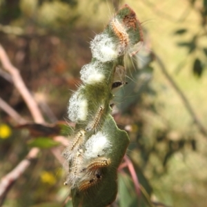 Uraba lugens at Stromlo, ACT - 16 Jan 2022