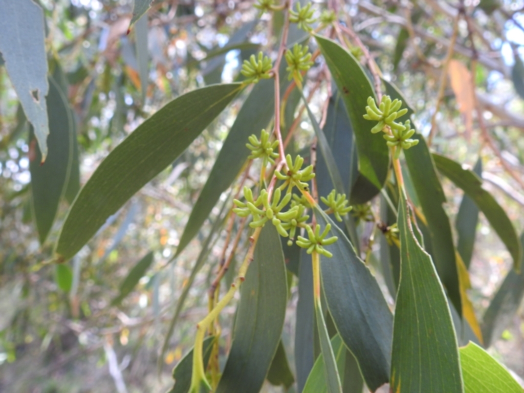 Eucalyptus pauciflora subsp. pauciflora at Stromlo, ACT - 16 Jan 2022