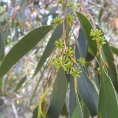 Eucalyptus pauciflora subsp. pauciflora (White Sally, Snow Gum) at Stromlo, ACT - 16 Jan 2022 by HelenCross