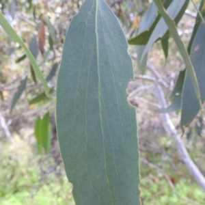 Eucalyptus pauciflora subsp. pauciflora at Stromlo, ACT - 16 Jan 2022 12:21 PM