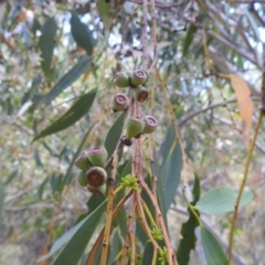 Eucalyptus pauciflora subsp. pauciflora at Stromlo, ACT - 16 Jan 2022 12:21 PM