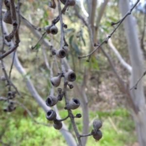 Eucalyptus pauciflora subsp. pauciflora at Stromlo, ACT - 16 Jan 2022